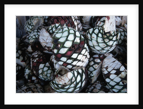 Pile of Tequila Agave Bulbs by Anonymous