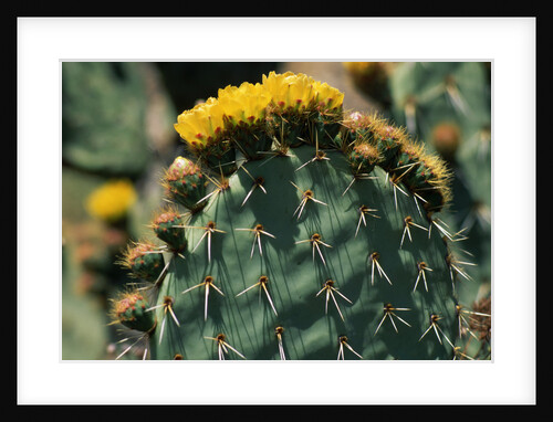 Flowering Nopal Cacti by Anonymous