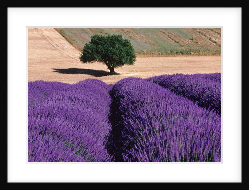Solitary Tree in a Field of Lavender by Anonymous