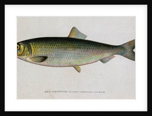 Sea Herring by Anonymous