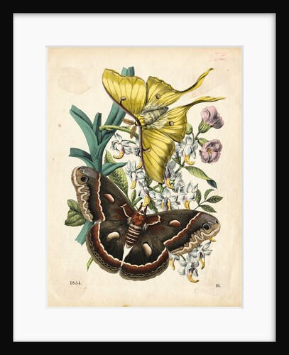 Butterflies by Anonymous