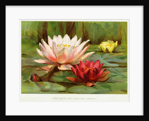 Hardy Water-Lilies by Anonymous