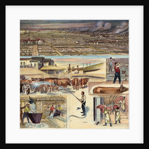 Different Stages of Cattle Industry by Anonymous