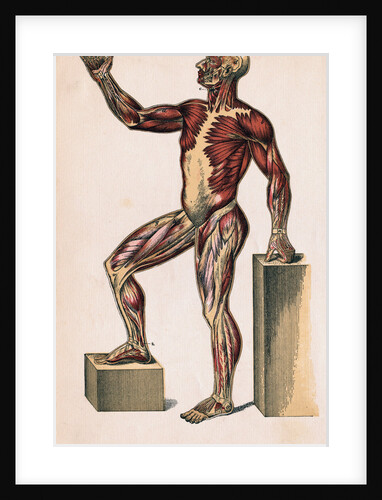 Profile of Medical Diagram on Man's Body by Anonymous