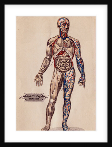 Medical Diagram of a Man's Body by Anonymous