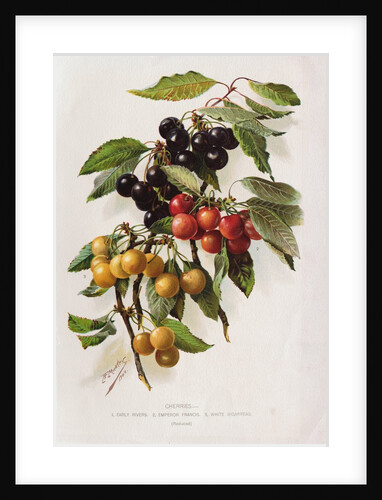 Different Varieties of Cherries by Anonymous