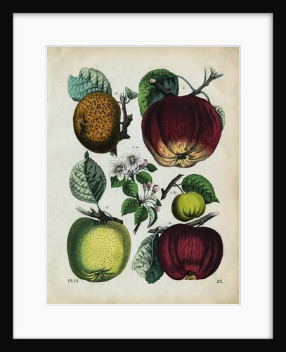 Different Types of Apples by Anonymous