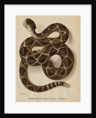 Illustration of a Diamond Rattlesnake by Anonymous