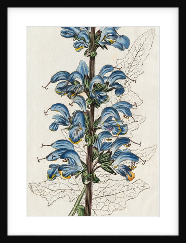 Illustration Depicting Two Colored Sage by Anonymous