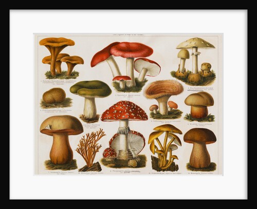 Different Types of Poisonous Mushrooms by Anonymous