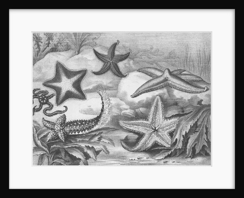 Illustrations of Star Fish by Anonymous