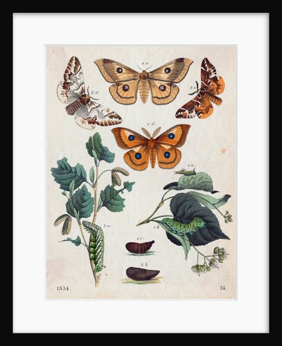 Stages of Butterfly Change by Anonymous