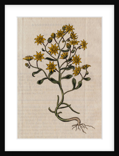 Hairy Houseleek Plant by Anonymous