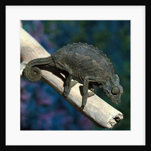 Crested Chameleon by Anonymous