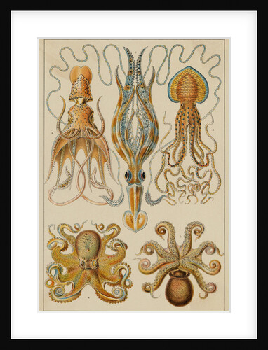 Octopods and Decapods by Anonymous