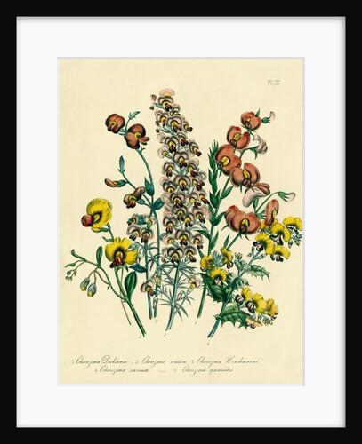 Illustration of Colorful Flowers by Anonymous