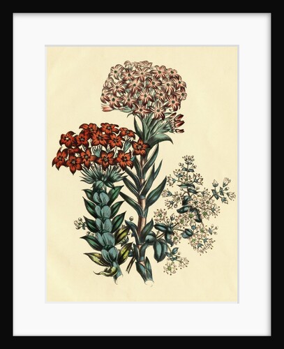 Illustration of Leafy and Colorful Flowers by Anonymous