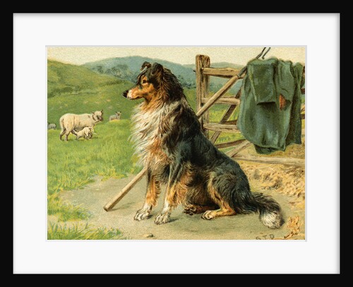 Sheep Dog Waiting by Farm Fence by Anonymous