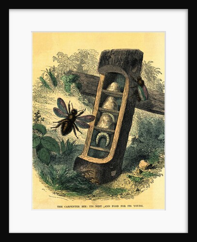 Carpenter Bee with Nest and Food for Its Young by Anonymous