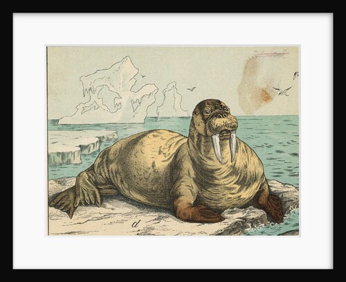 Tusked Walrus Basking on Ice by Anonymous