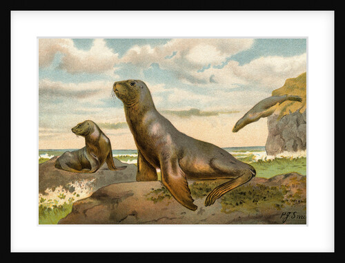 Sea Lions Playing on Shore by Anonymous