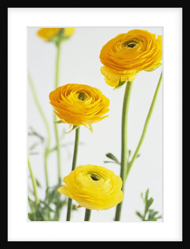 Yellow Ranunculus by Anonymous