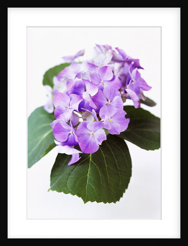 Cluster of Purple Hydrangea Flowers by Anonymous