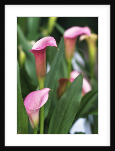 Pink Calla Lily Flowers by Anonymous