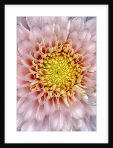 Pink Chrysanthemum Flower by Anonymous