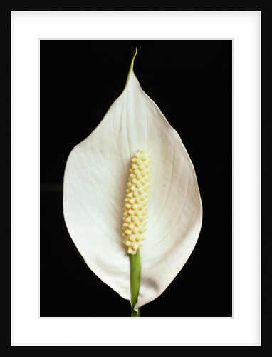 Spathe and Flower of Spathiphyllum 'Mauna Loa' by Anonymous