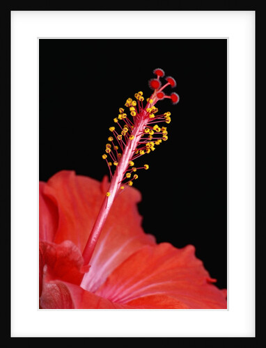 Stamen of Hibiscus rosa-sinensis Flower by Anonymous