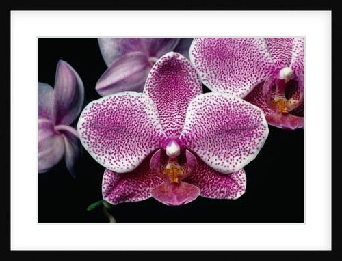 Flowers of Phalaenopsis Hawaiian Chieftess 'Nuuanu' Orchid by Anonymous