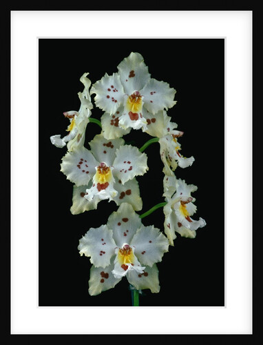 Flowers of Odontoglossum sunpahia Orchid by Anonymous
