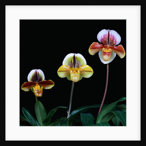 Three Paphiopedilum Orchids by Anonymous