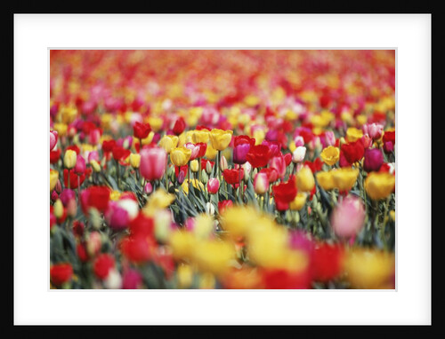 Colorful Tulips in Meadow by Anonymous