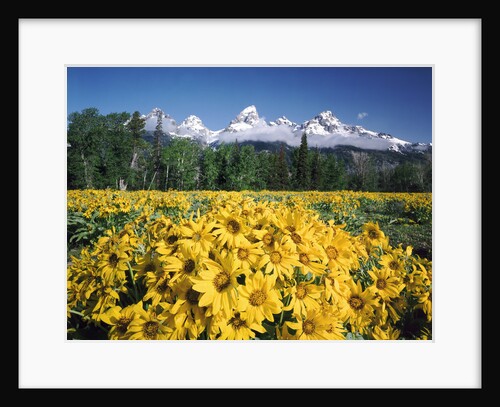 Grand Teton - Wyoming by Anonymous