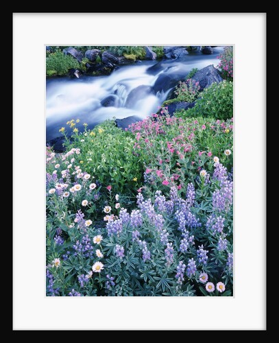 Stream Flowing Past Wildflowers by Anonymous
