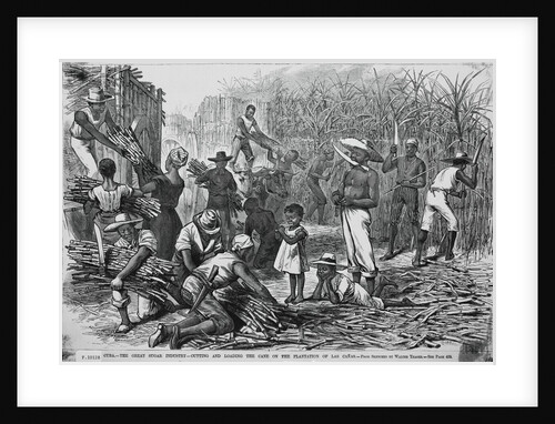 Cuban Farmers Harvesting Sugar Cane by Anonymous