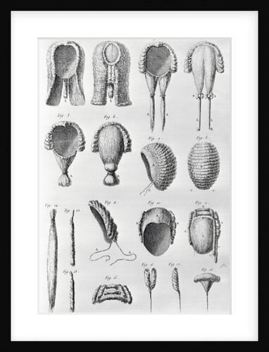 Book Illustration Showing Different Wigs by Anonymous
