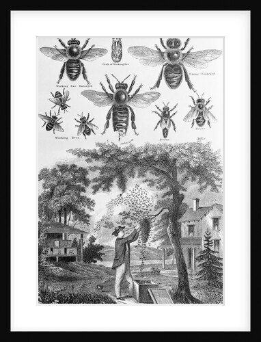 Illustration of Bees at Beekeeper at Work by Anonymous