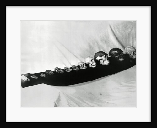 Skulls Illustrating Theory of Evolution by Anonymous