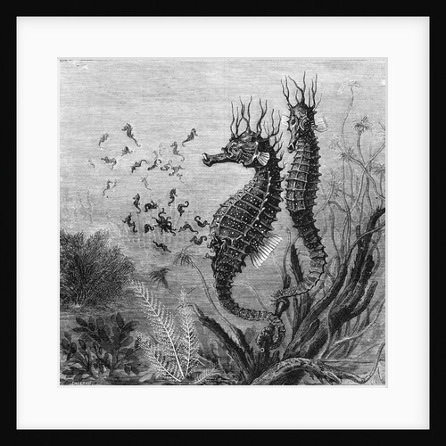 Illustration Depicting Seahorse Giving Birth by Anonymous