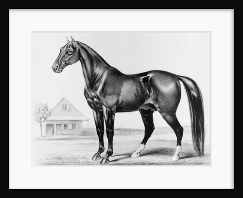 Rysdyk's Hambletonian by Anonymous