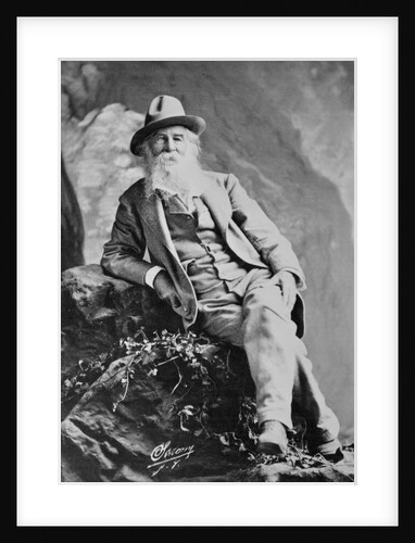 Portrait of Author Walt Whitman by Anonymous