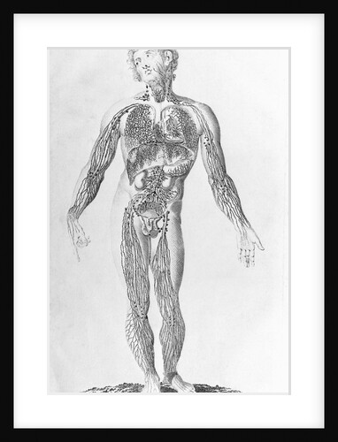 Diagram Depicting Blood Vessel Distribution by Anonymous