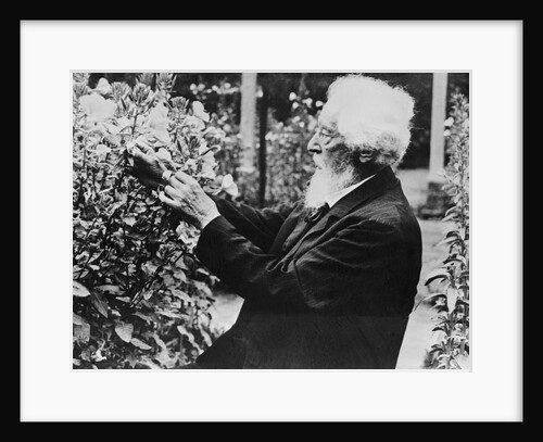 Hugo de Vries in His Garden by Anonymous