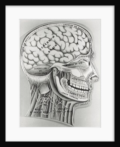 Cross Section Picture of the Human Brain by Anonymous