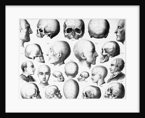 Various Skull Forms by Anonymous