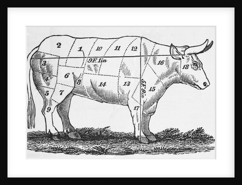 Diagrammed Depiction of a Cow to be Slaughtered for Food by Anonymous