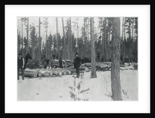 Loggers Removing Large Tree from Forest by Anonymous